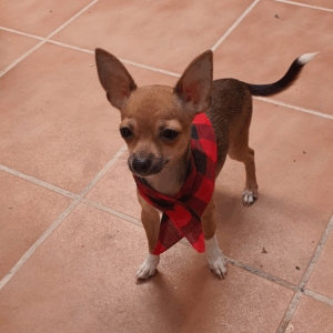 Cachirulo para perros personalizado con nombre