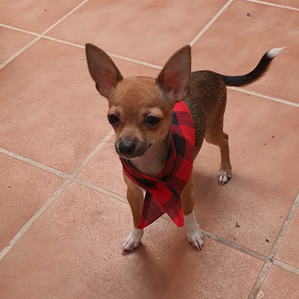 Cachirulo para perros personalizado con nombre